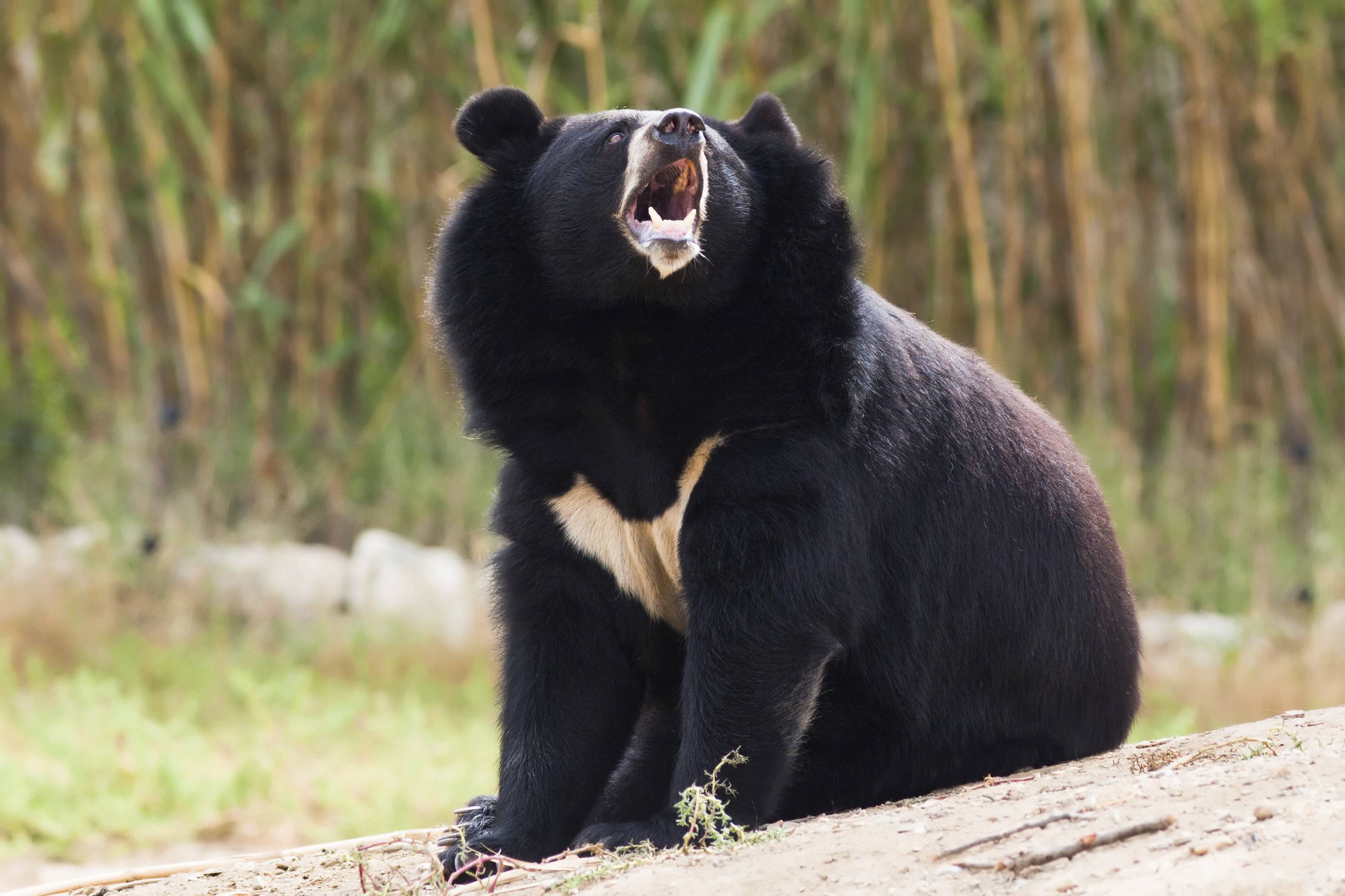 White Asiatic Black Bear pictures, High quality Asiatic Black Bear photo, Cute Asiatic Black Bear pictures, Photos of Asiatic Black Bear , Asiatic Black Bear pictures free