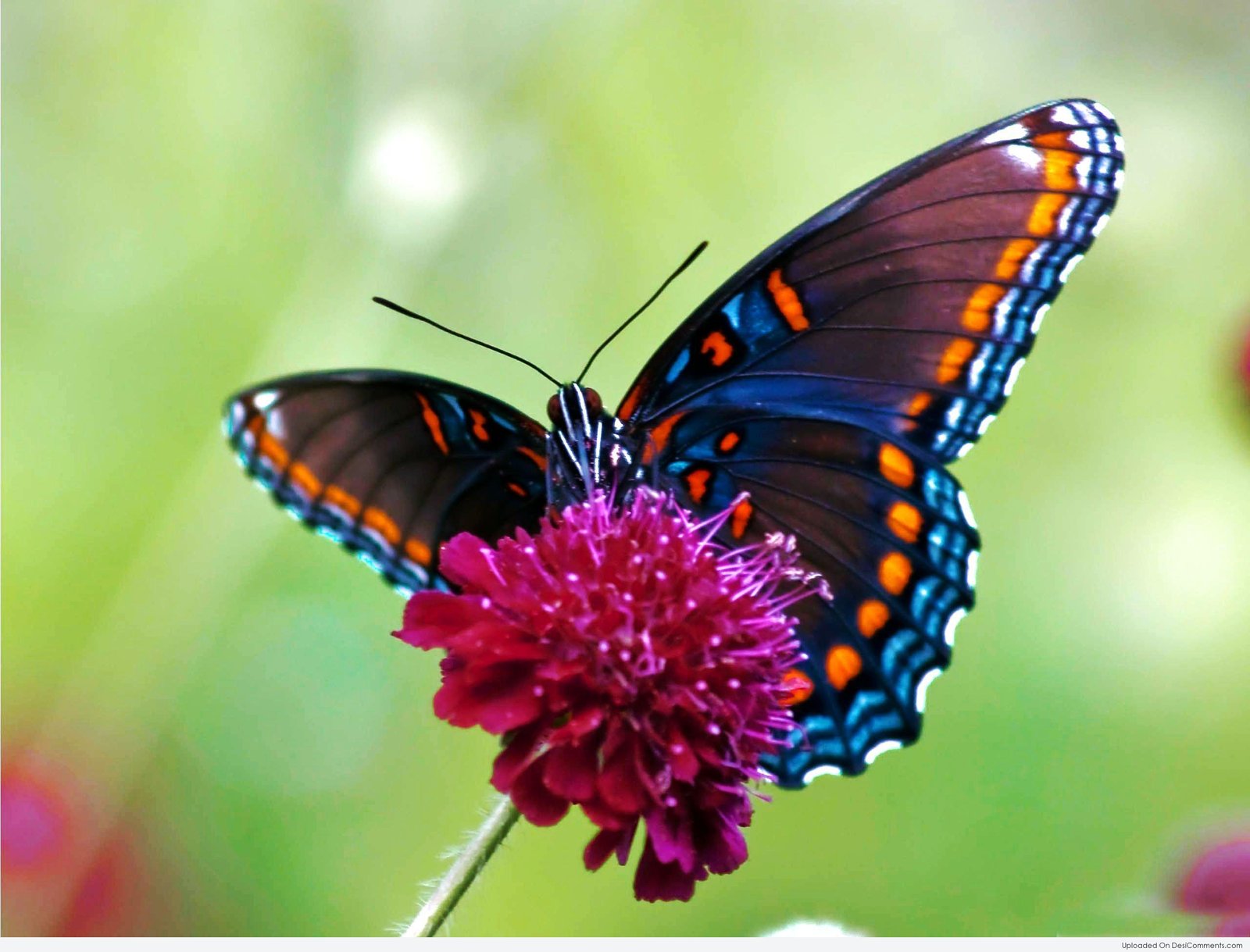 Beautiful Butterfly - JattDiSite.com
