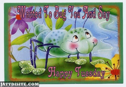 Wanted-To-Bug-Happy-Tuesday-500x344.jpg