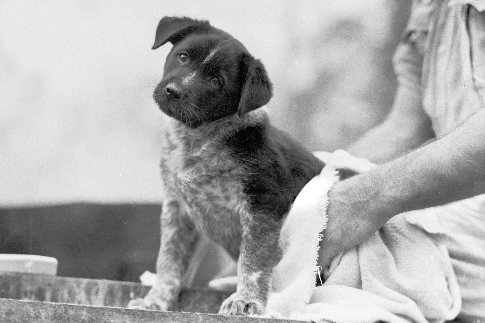 Download Australian Cattle Dog Black And White Australian Cattle Dog Jattdisite Com PSD Mockup Templates