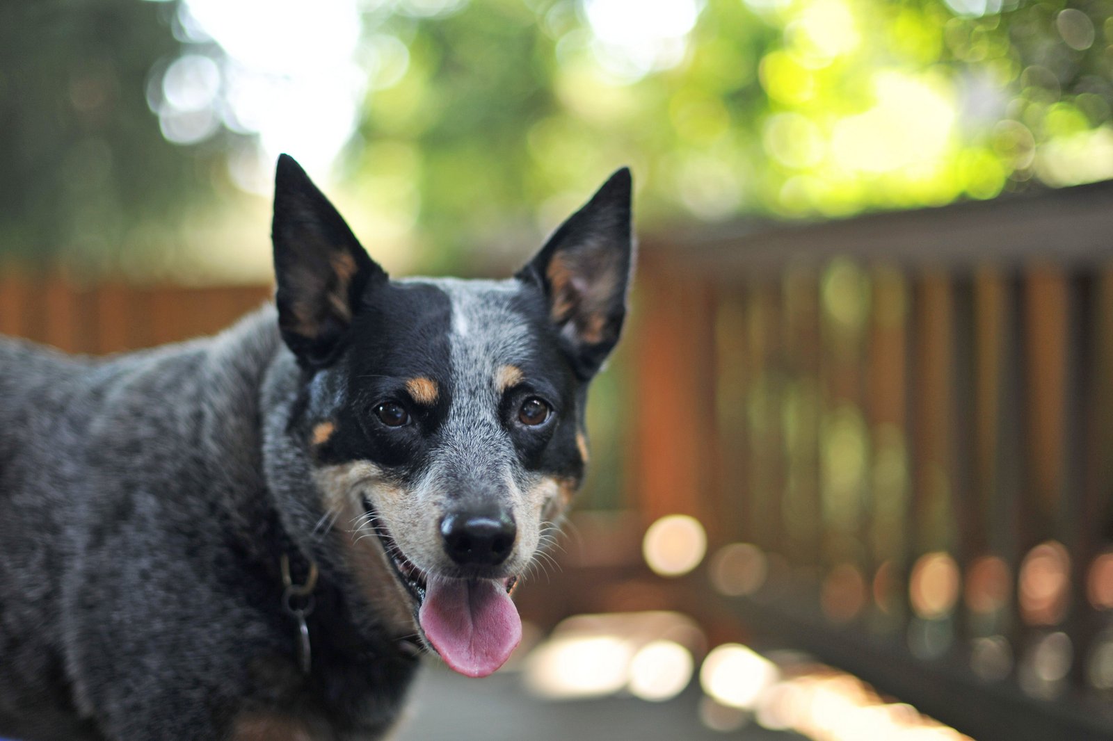 Download Australian Cattle Dog Jattdisite Com PSD Mockup Templates