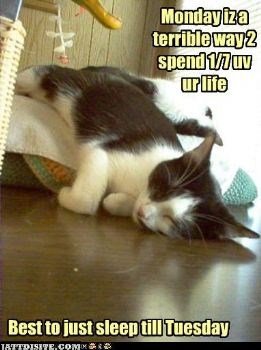 Funny Cat With Monday Quotes - JattDiSite.com