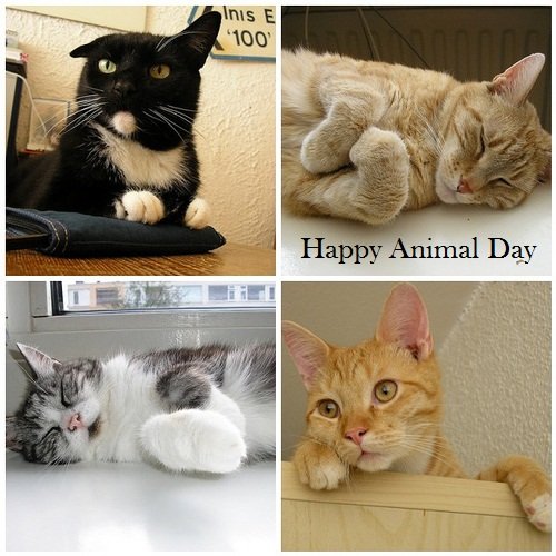 Animal Day - JattDiSite.com